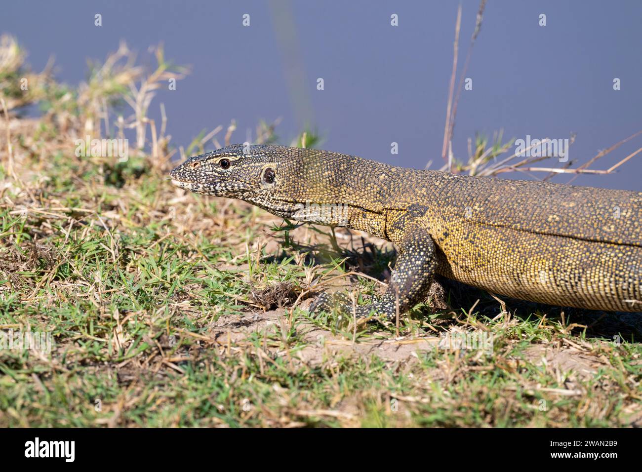 Zambia, South Luangwa NP. Lucertola del monitor del Nilo (Varanus niloticus). Foto Stock
