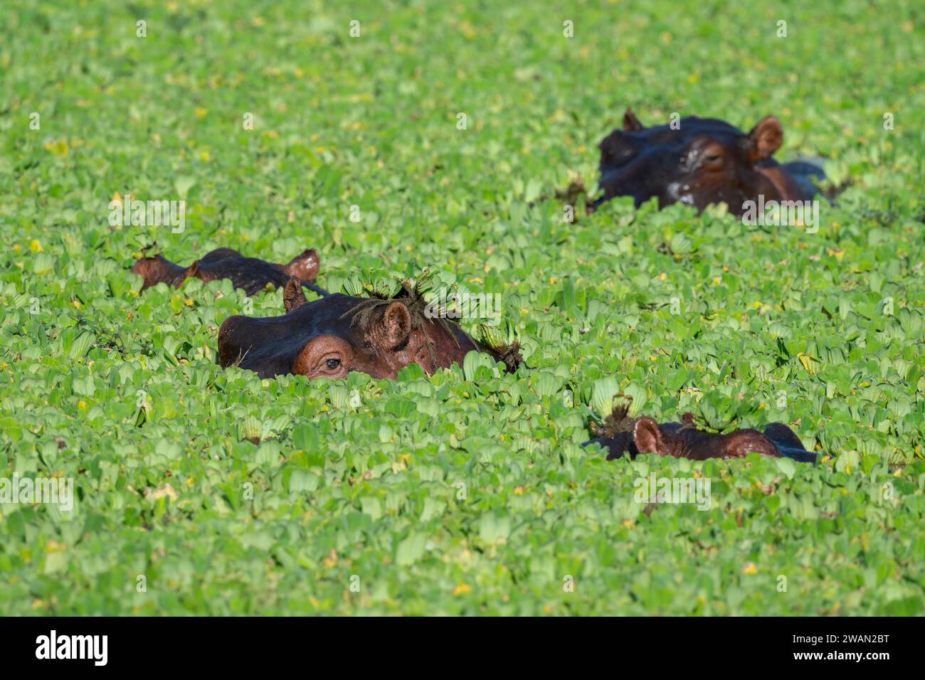 Zambia, South Luangwa NP. Ippopotamo in stagno ricoperto di vegetazione. Foto Stock