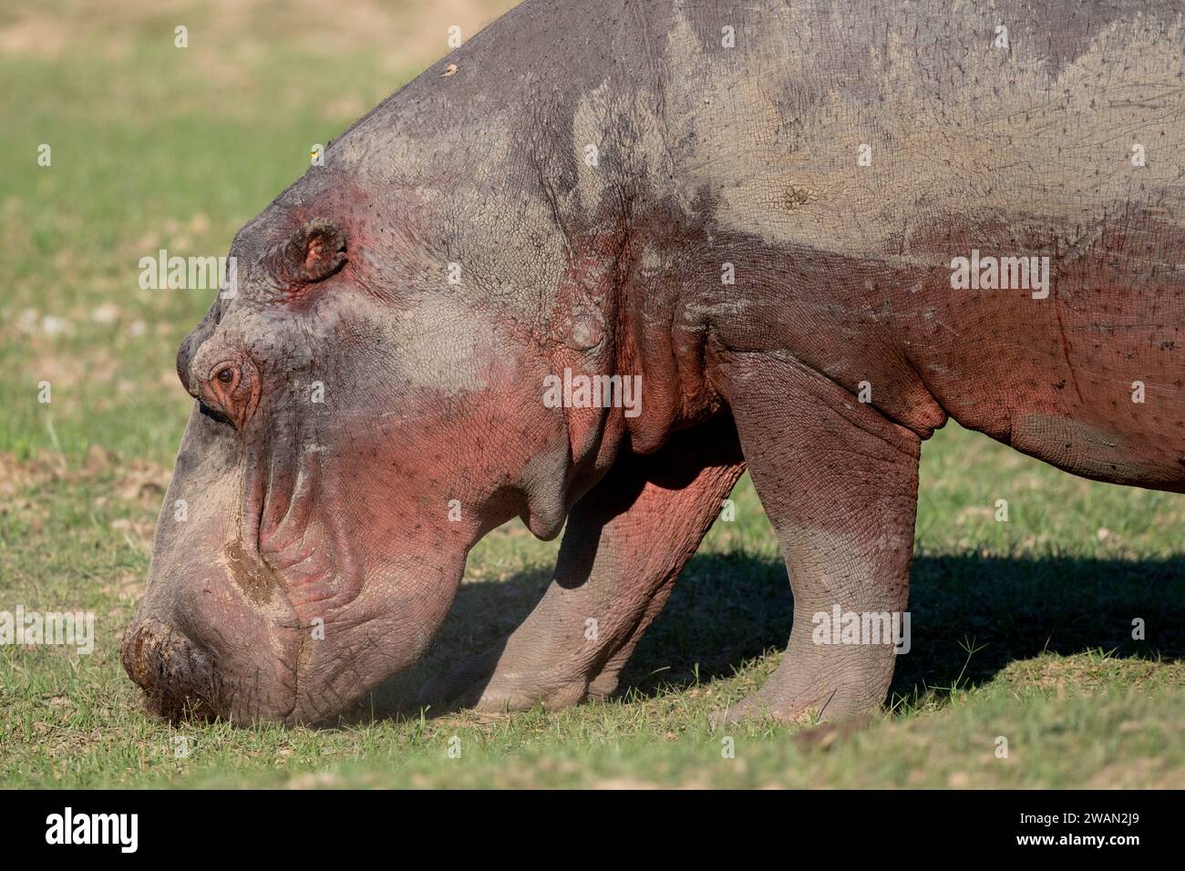 Zambia, South Luangwa NP. Ippopotamo, adulto al pascolo, dettaglio del volto. Foto Stock