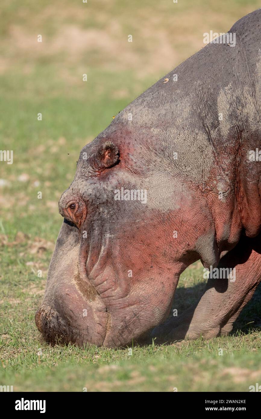 Zambia, South Luangwa NP. Ippopotamo, adulto al pascolo, dettaglio del volto. Foto Stock