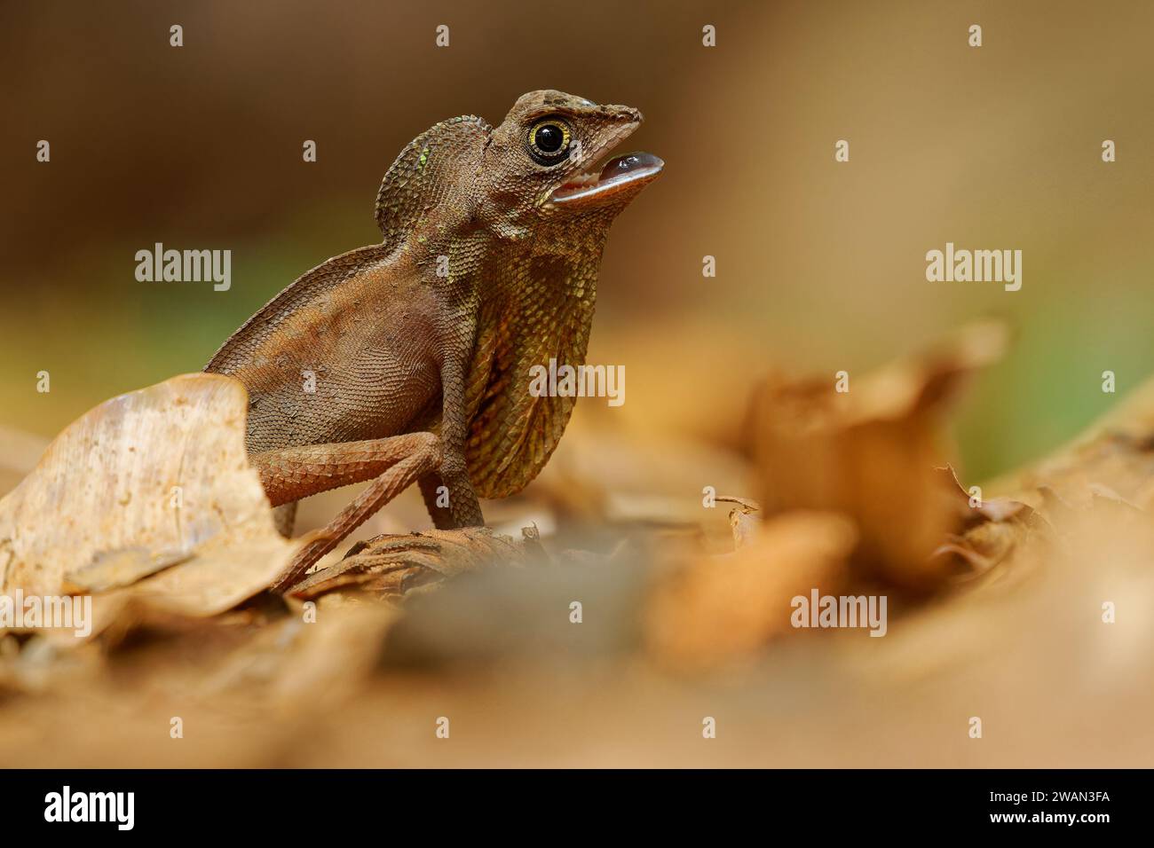 Otocryptis wiegmanni - lucertola canguro macchiata di marrone, lucertola canguro dello Sri Lanka o agama di Wiegmann, piccola lucertola agamide abitata a terra endemica Foto Stock