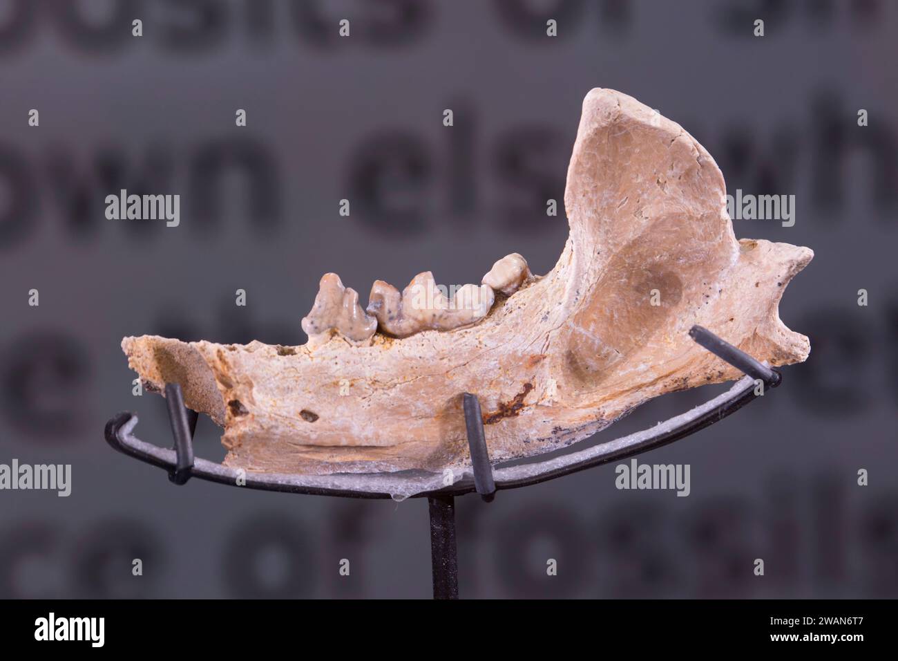 Lontra di Hagerman (Satherium piscinarium) mascella fossile, Hagerman Fossil Beds National Monument, Idaho Foto Stock