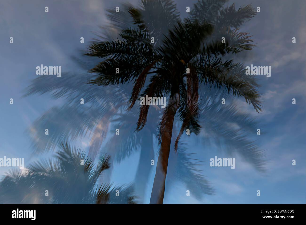 La bellezza della natura è arte... ICM arte astratta della natura delle palme al tramonto. Ottimo per stampe d'arte e sfondi. Foto Stock