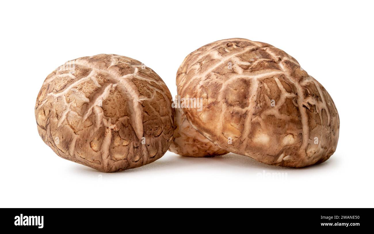 I funghi shiitake freschi e secchi in pila o pile sono isolati su sfondo bianco con un percorso di ritaglio. Foto Stock