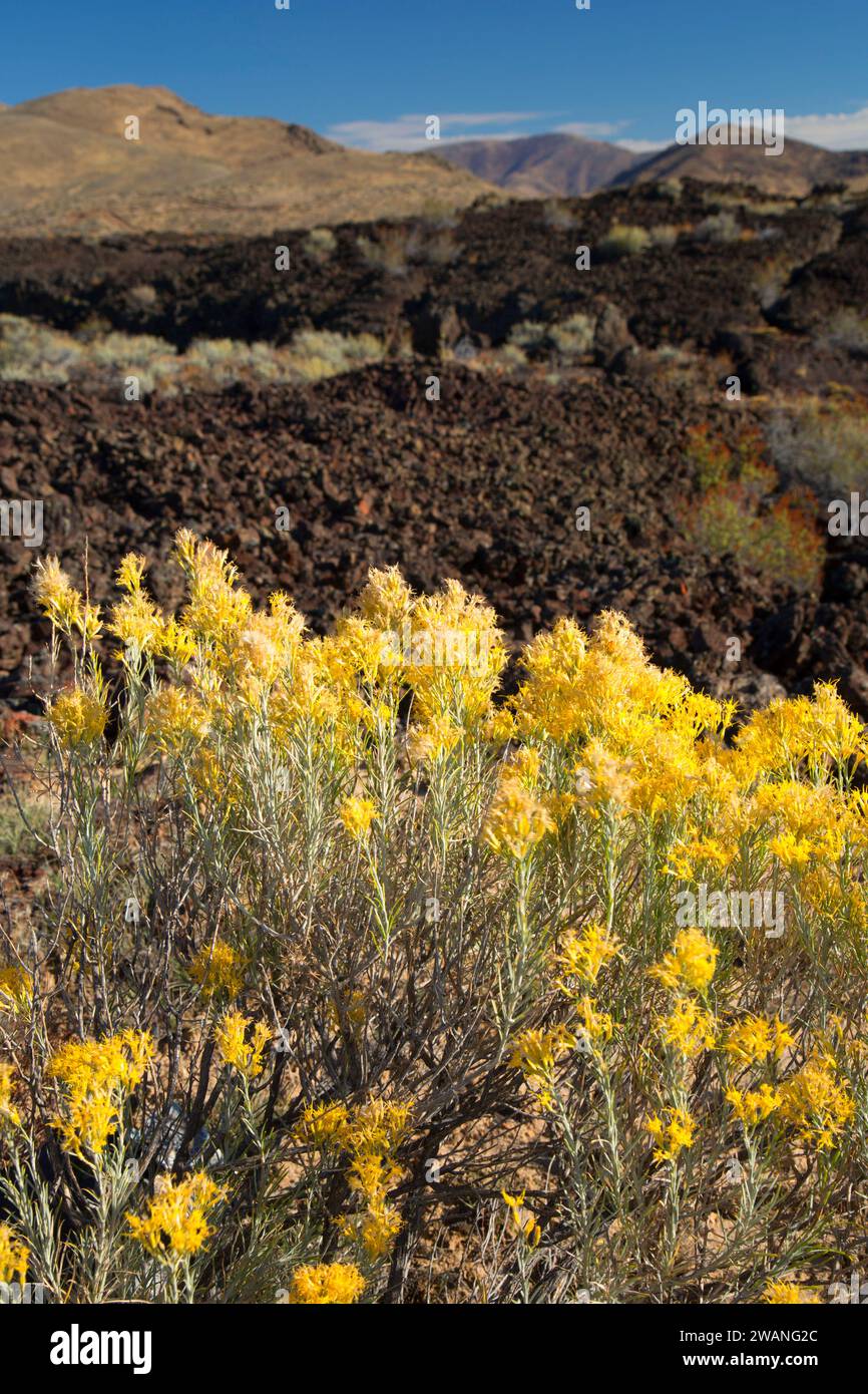 Rabbitbrush sul flusso di lava, i crateri della luna National Preserve, picchi di crateri Scenic Byway, Idaho Foto Stock
