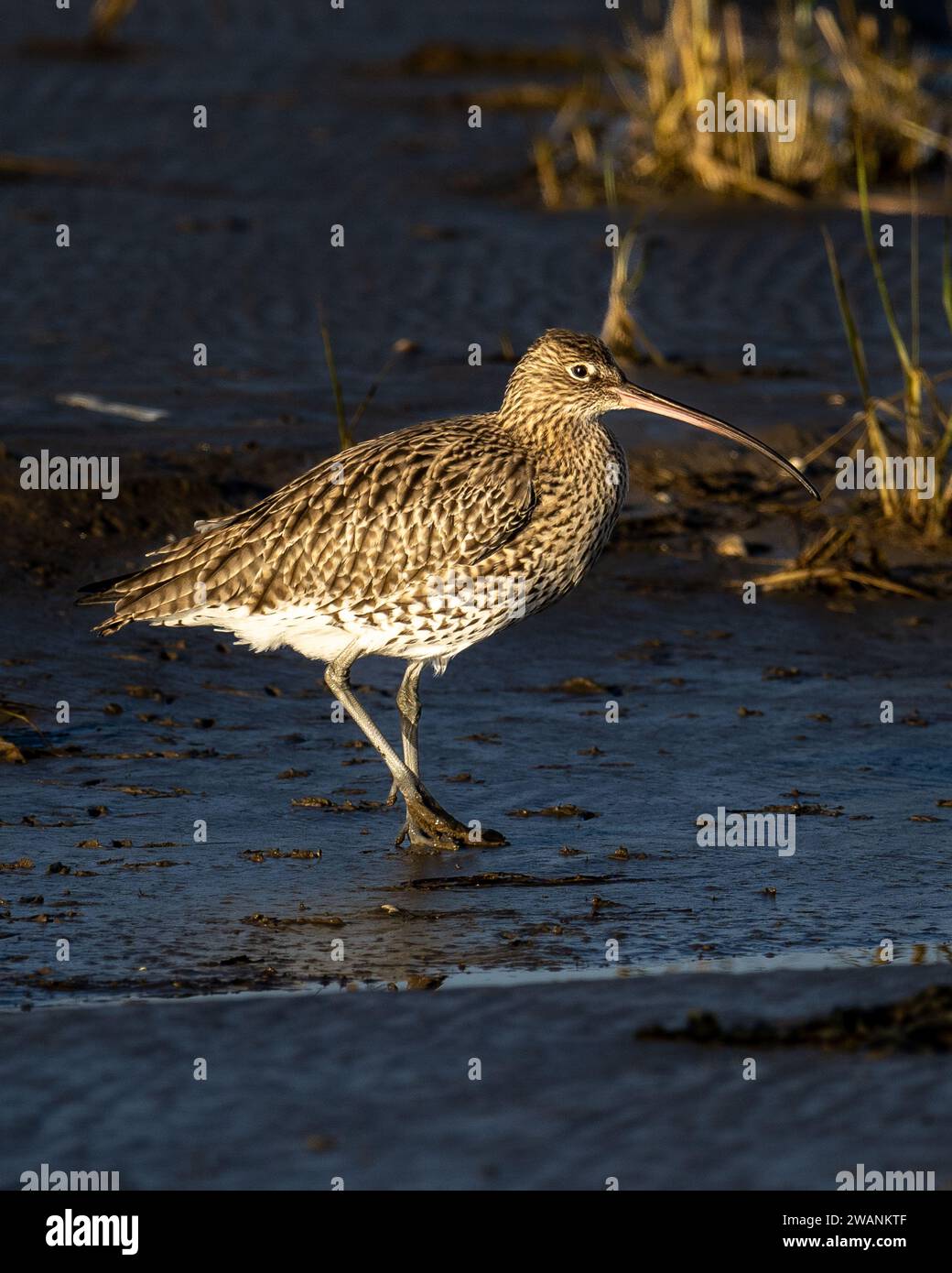 Chiurlo maggiore Foto Stock