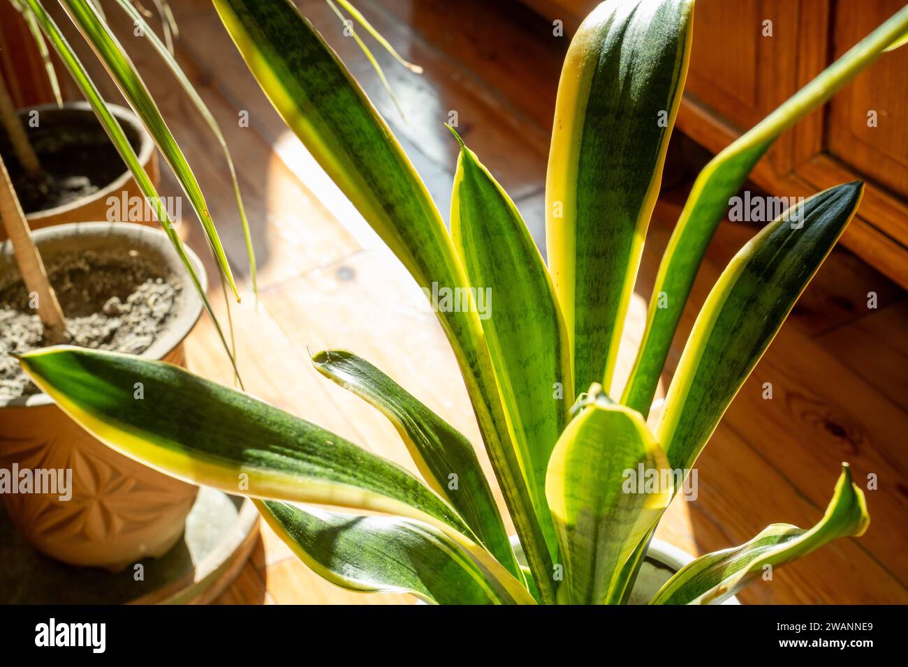 Sansevieria trifasciata 'Laurentii Nana' Foto Stock