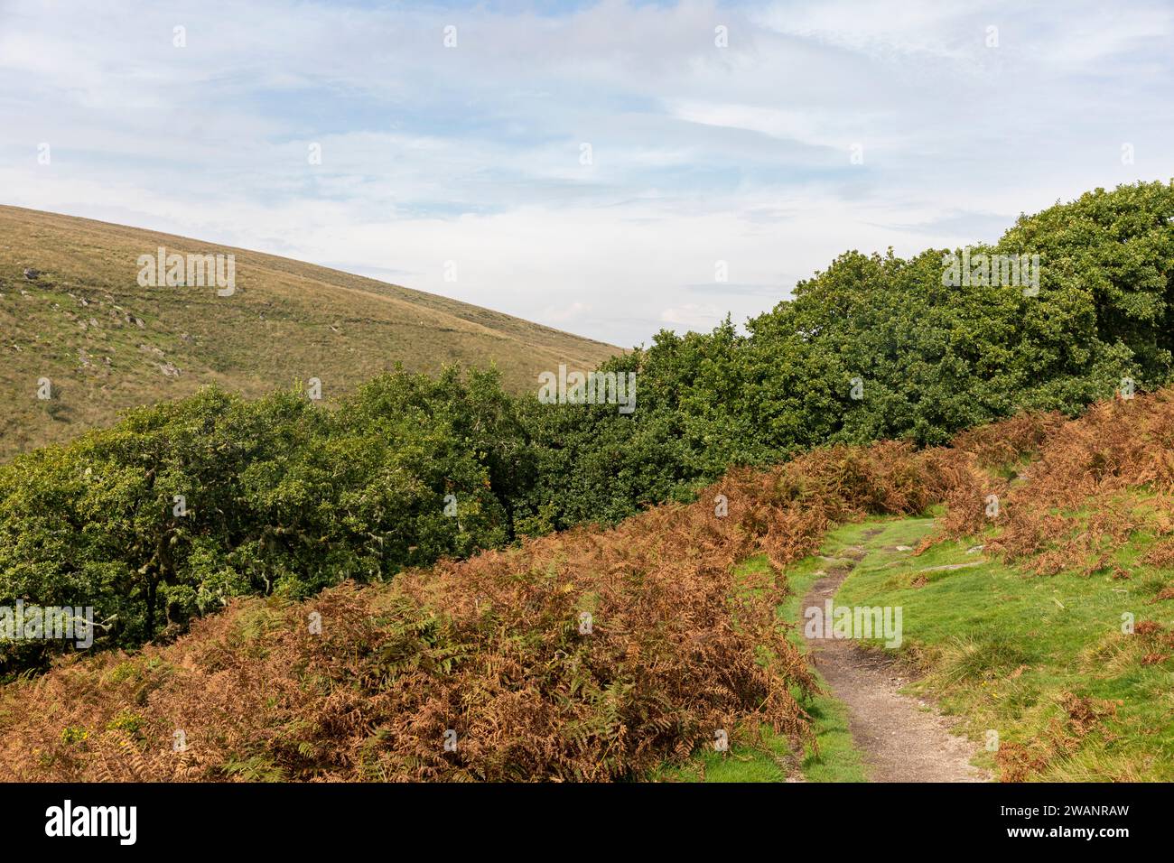 Parco nazionale di Dartmoor, vista sul bosco di Wistmans, sito di particolare interesse scientifico, Devon, Inghilterra, Regno Unito, 2023 Foto Stock