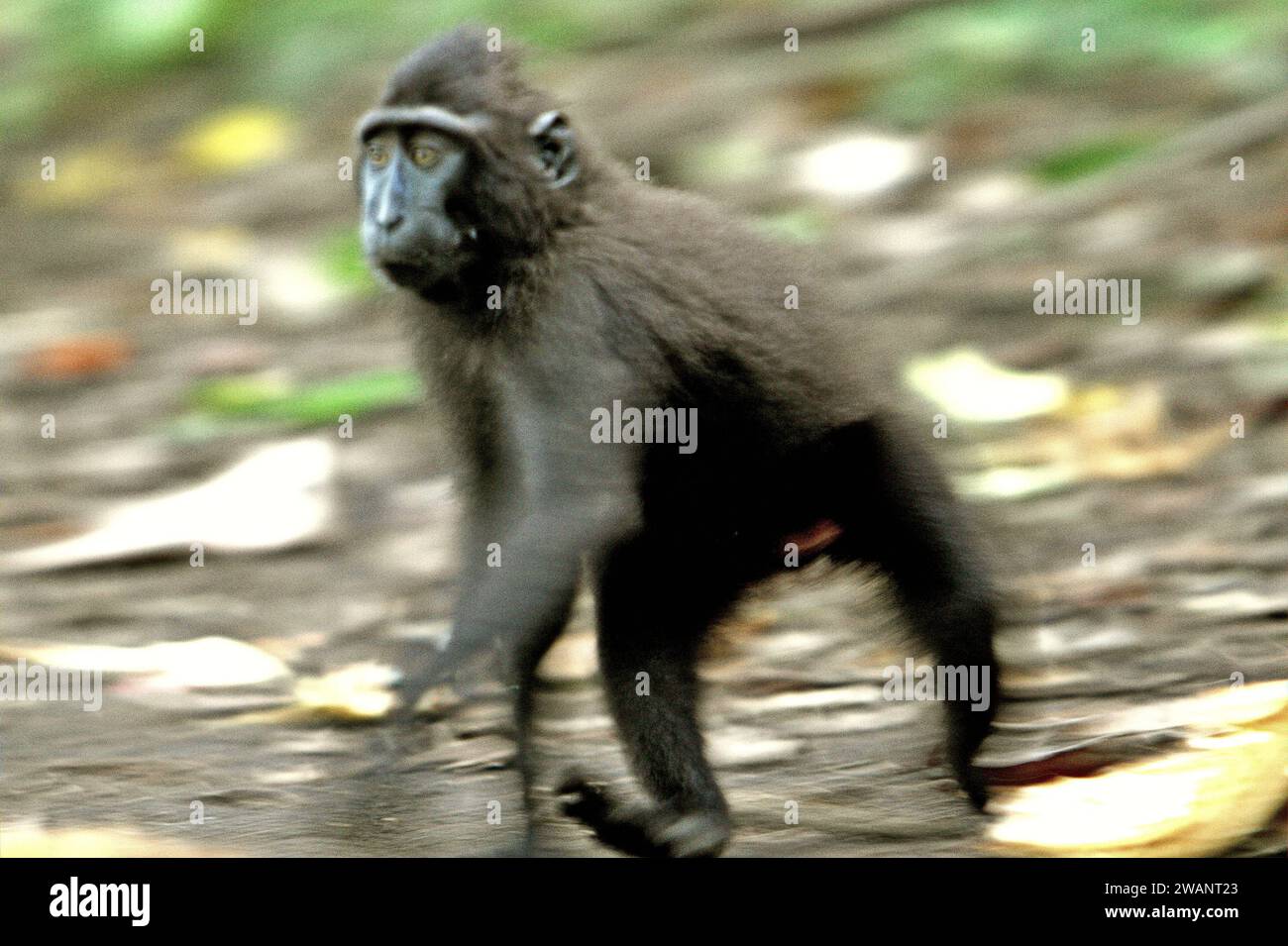 Un giovane macaco crestato (Macaca nigra) si muove sul terreno nella foresta di Tangkoko, Sulawesi settentrionale, Indonesia. La conservazione dei primati è una sfida comportamentale e come tale richiede soluzioni comportamentali informate, secondo un team di scienziati guidati da Harry Hilser nel loro articolo del 2023 pubblicato dall'International Journal of Primatology (accessibile tramite Springer). Ha anche bisogno, hanno scritto, 'Una strategia olistica di istruzione, sviluppo di capacità e conservazione basata sulla comunità si basa su una miscela di intuizioni provenienti da più discipline scientifiche sociali insieme alla ricerca diretta con le comunità in... Foto Stock