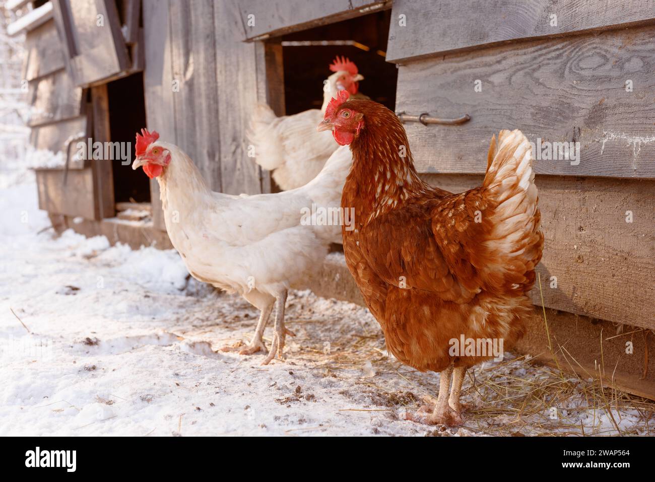 passeggiata di pollo in un allevamento ecologico di pollame in inverno, allevamento di polli all'aperto Foto Stock