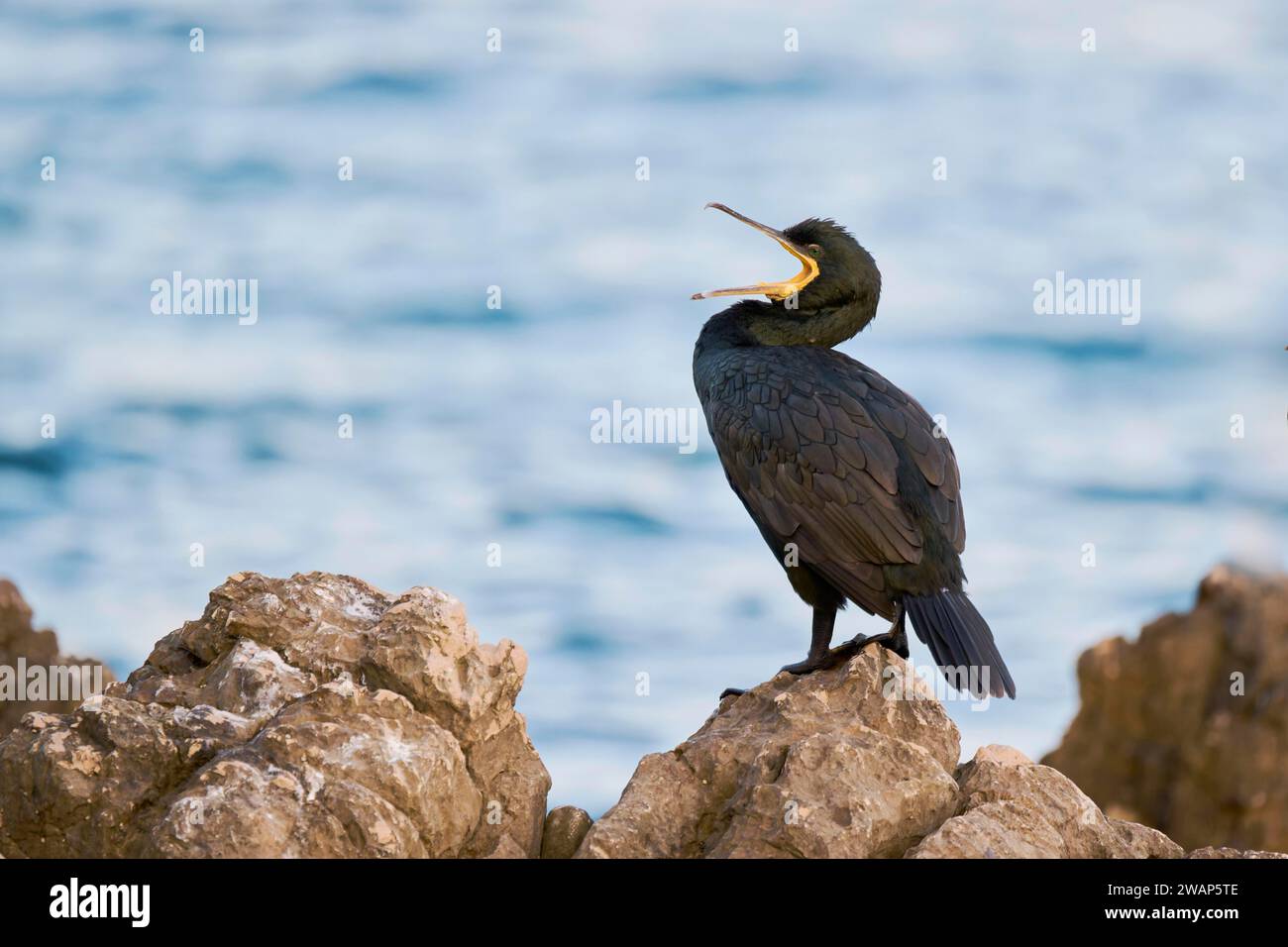 Shag comune (Gulosus aristotelis), Istria, Croazia, Europa Foto Stock