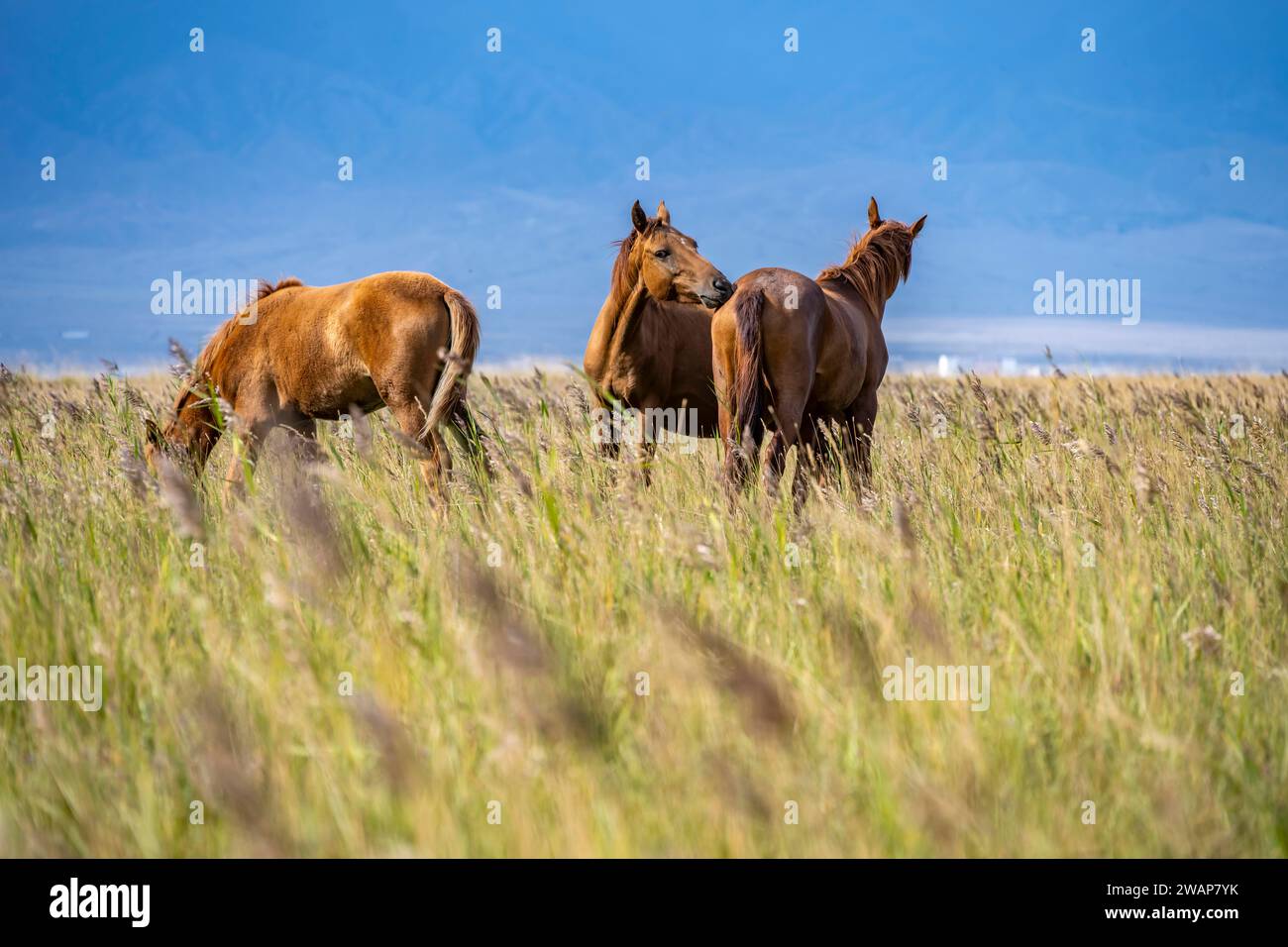 Due cavalli si godono la compagnia l'uno dell'altro in un ambiente naturale tranquillo, Yssykköl, Kirghizistan, Asia Foto Stock