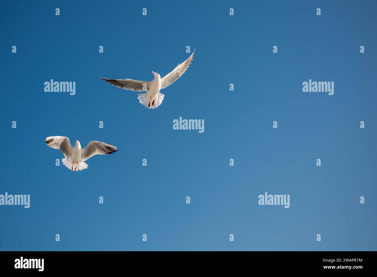 Gabbiani volare nel cielo come sfondo Foto Stock