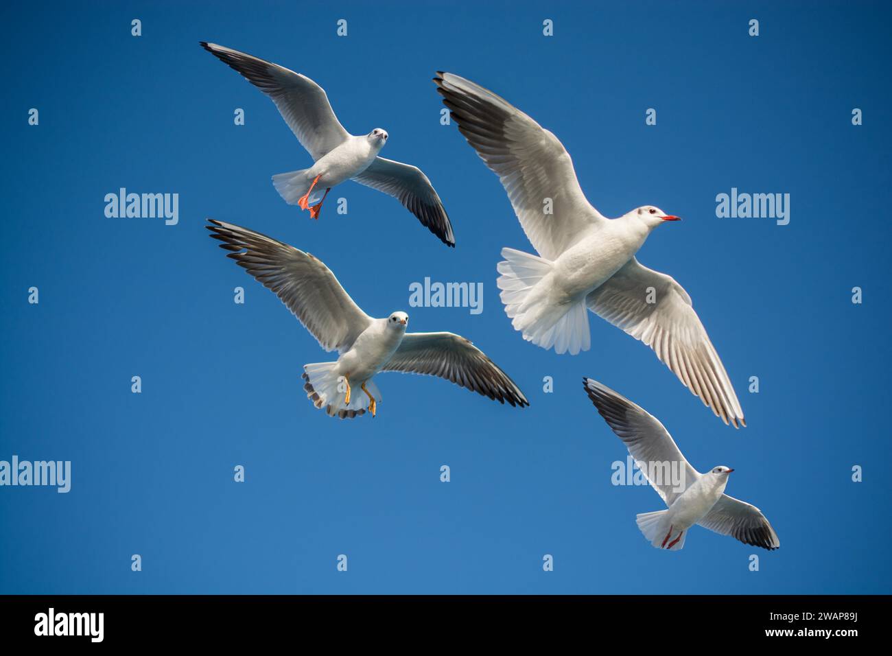 Coppia di gabbiani che vola in blu uno sfondo con cielo Foto Stock