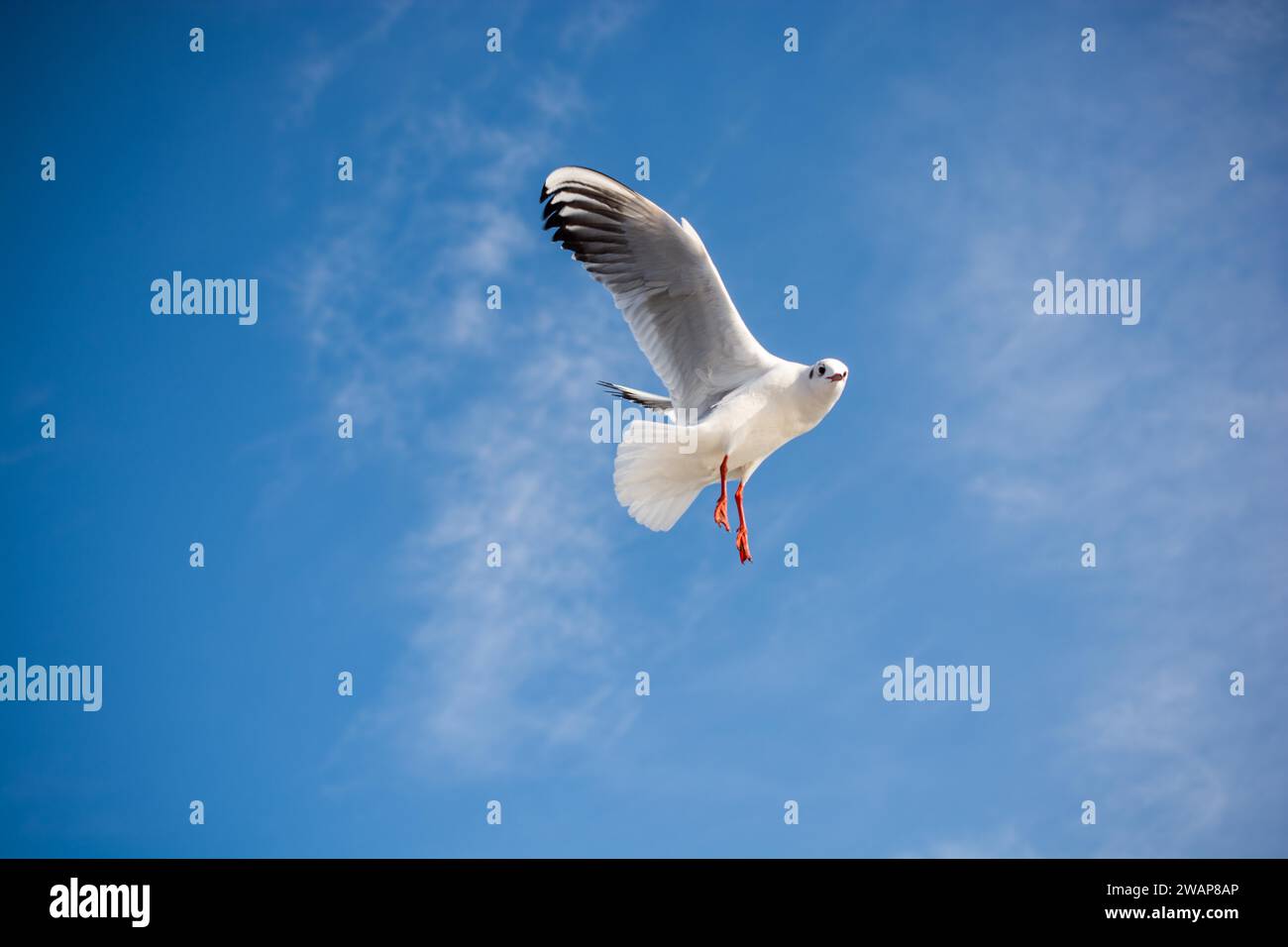 Unico gabbiano in volo in un cielo blu sullo sfondo Foto Stock
