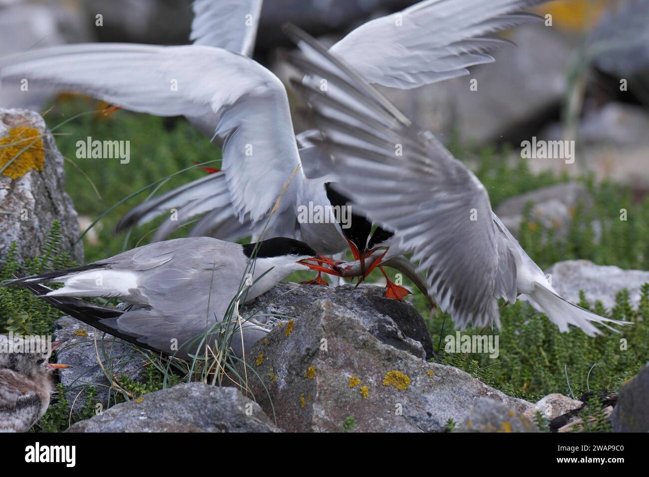 Tern comune (Sterna hirundo), disputa tra adulti sul cibo, comportamento quando il cibo è scarso, klepoparasitismo, Lower Saxon Wadden Sea National Park, Foto Stock