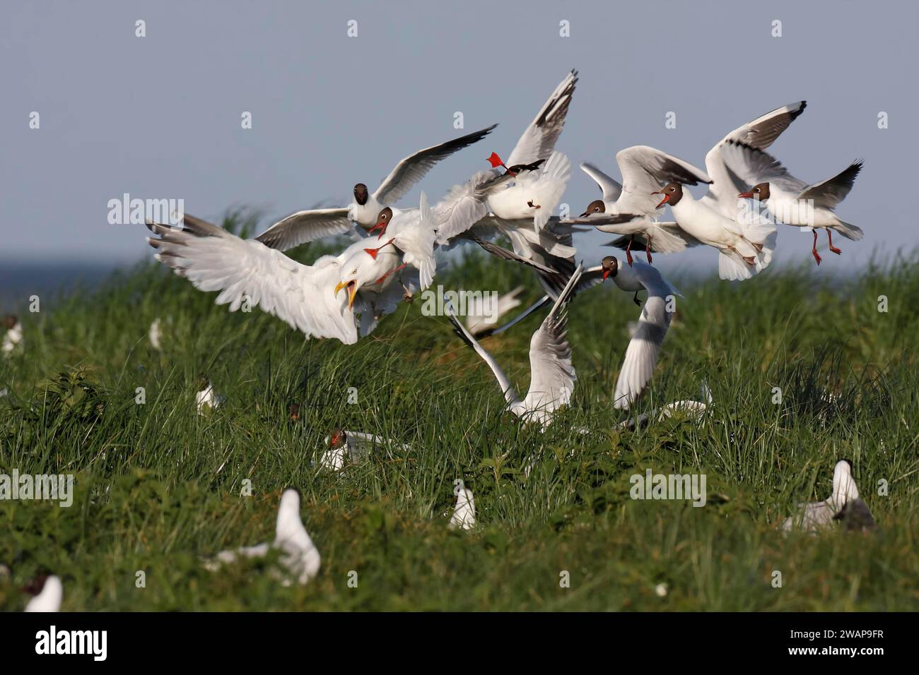 Testa nera Gull testa nera (Chroicocephalus ridibundus), difesa predativa, difesa collettiva contro i predatori del nido, difesa contro un europeo Foto Stock