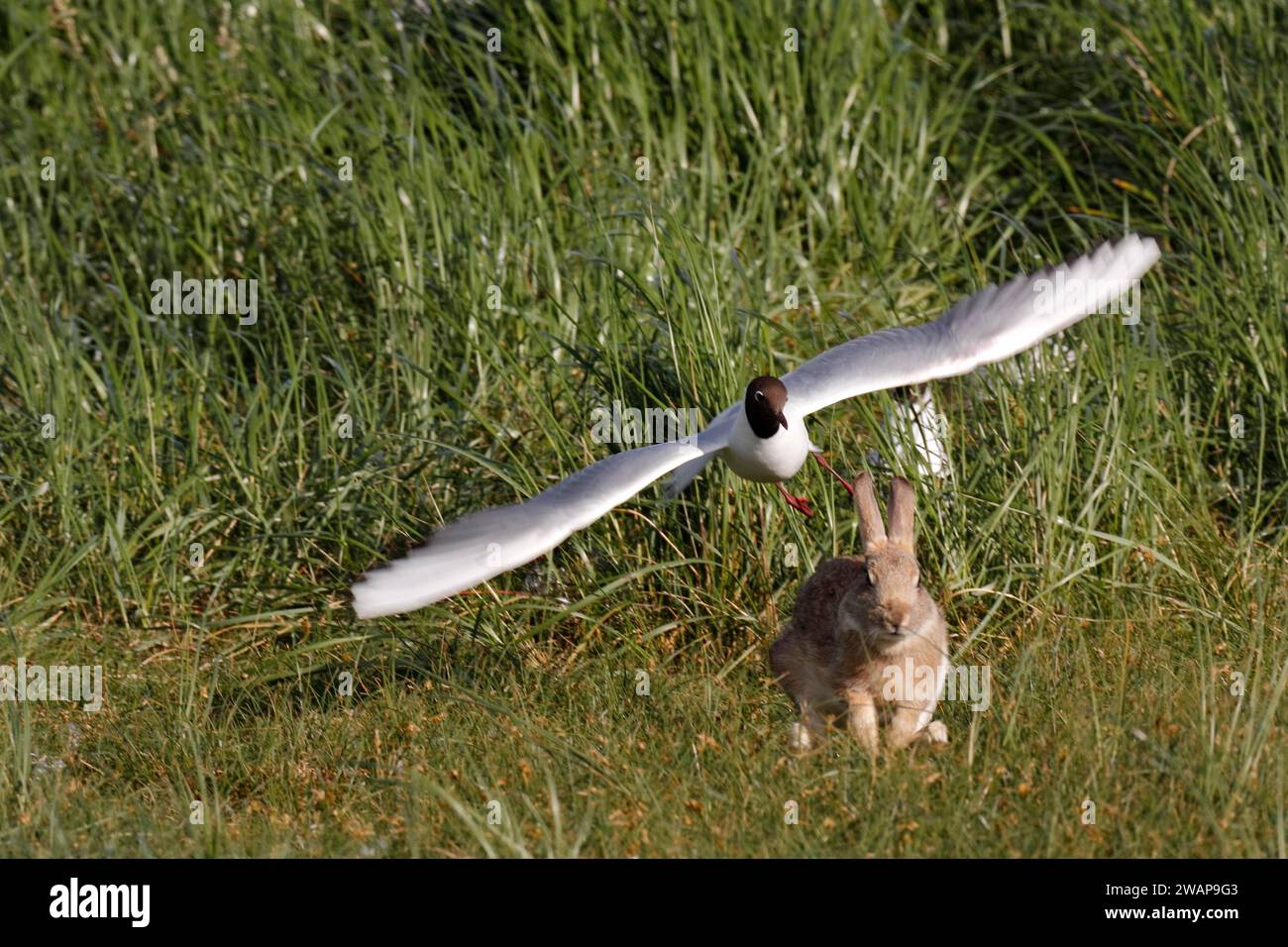 Gabbiano dalla testa nera (Chroicocephalus ridibundus), difesa della predazione, gabbiano dalla testa nera che attacca un coniglio selvatico, Lower Saxon Wadden Sea National Park, EA Foto Stock