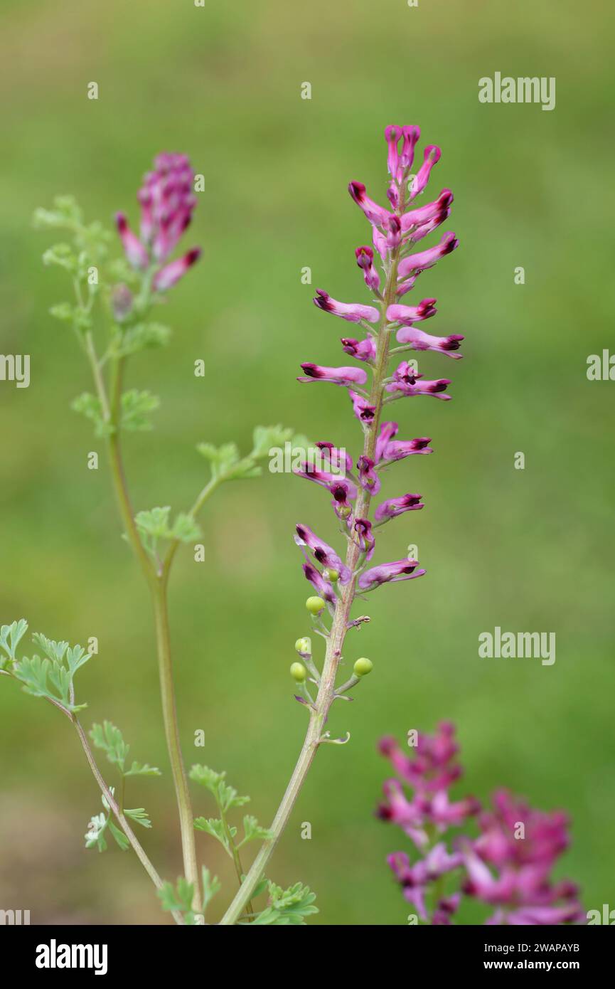 Primo piano verticale naturale su una fumitoria di droga comune a fiore viola chiaro o fiore selvatico di fumo di terra, Fumaria officinalis Foto Stock