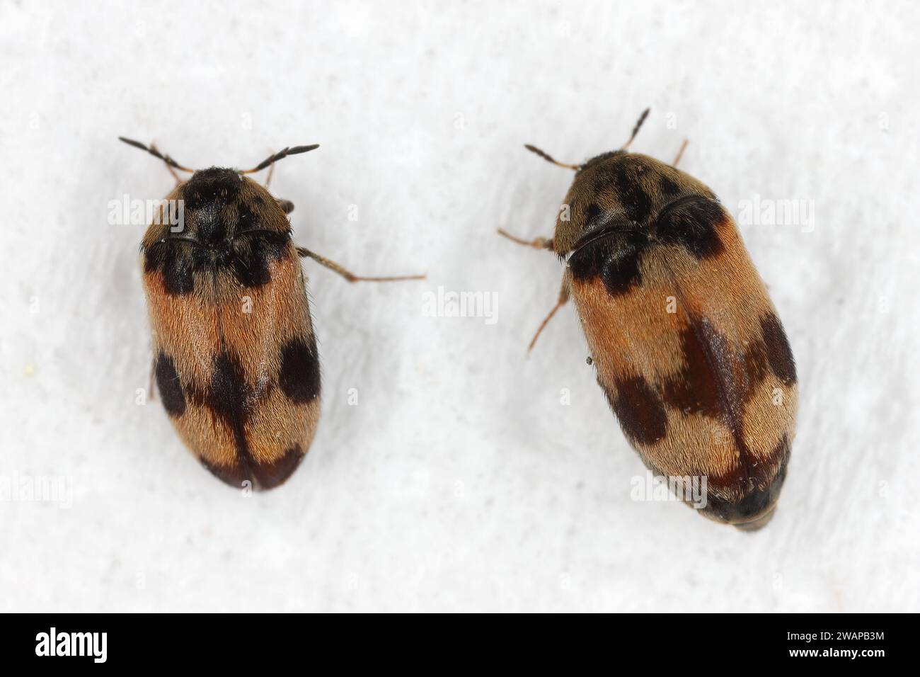Attagenus bifasciatus, Carpet Beetle. Gli scarabei e le larve si nutrono di prodotti alimentari e rifiuti. Maschio e femmina. Foto Stock