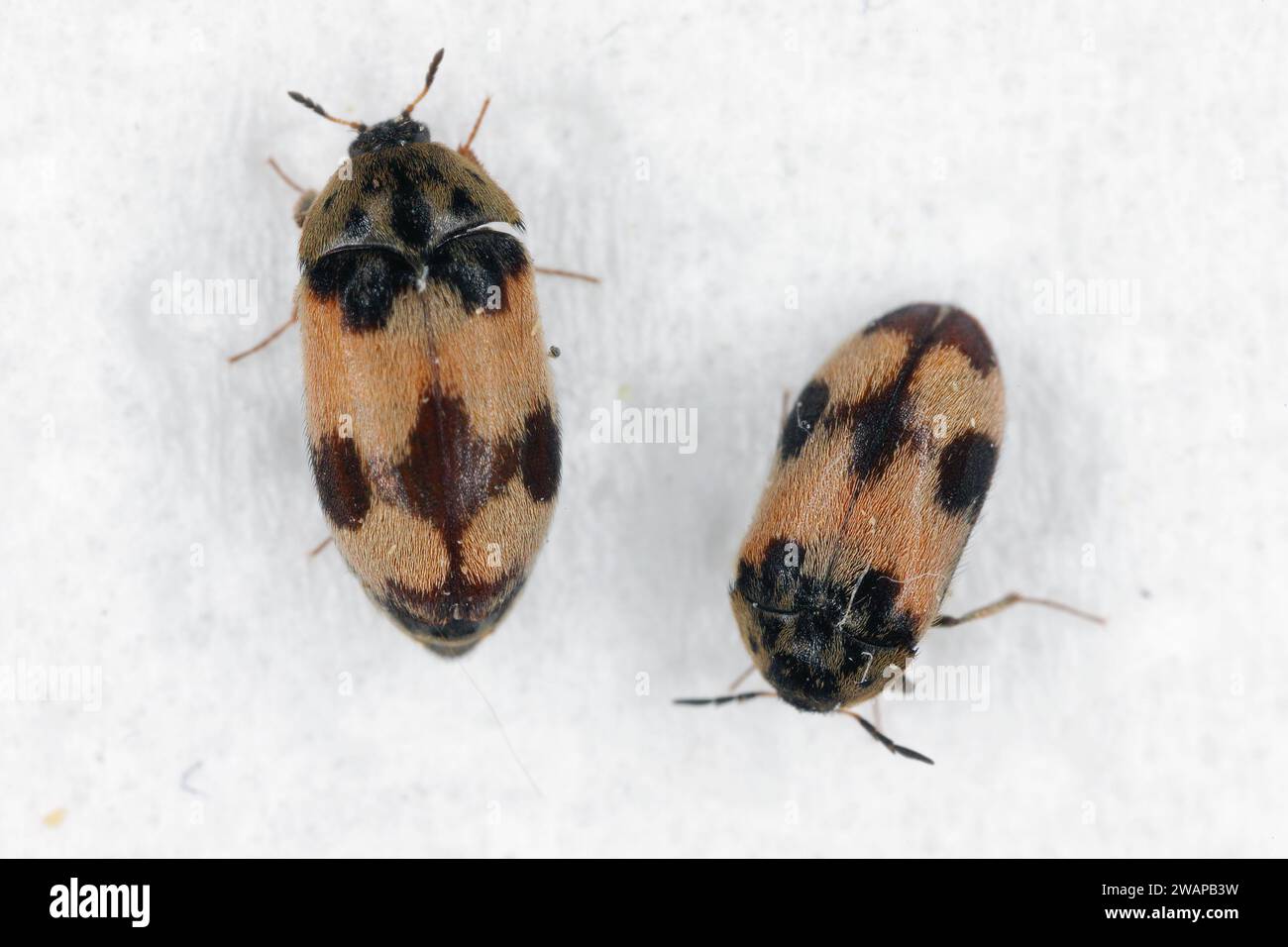 Attagenus bifasciatus, Carpet Beetle. Gli scarabei e le larve si nutrono di prodotti alimentari e rifiuti. Maschio e femmina. Foto Stock