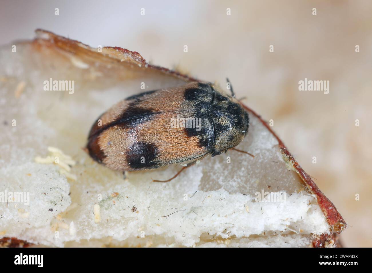 Attagenus bifasciatus, Carpet Beetle. Gli scarabei e le larve si nutrono di prodotti alimentari e rifiuti. Coleottero maschile nel pane. Foto Stock