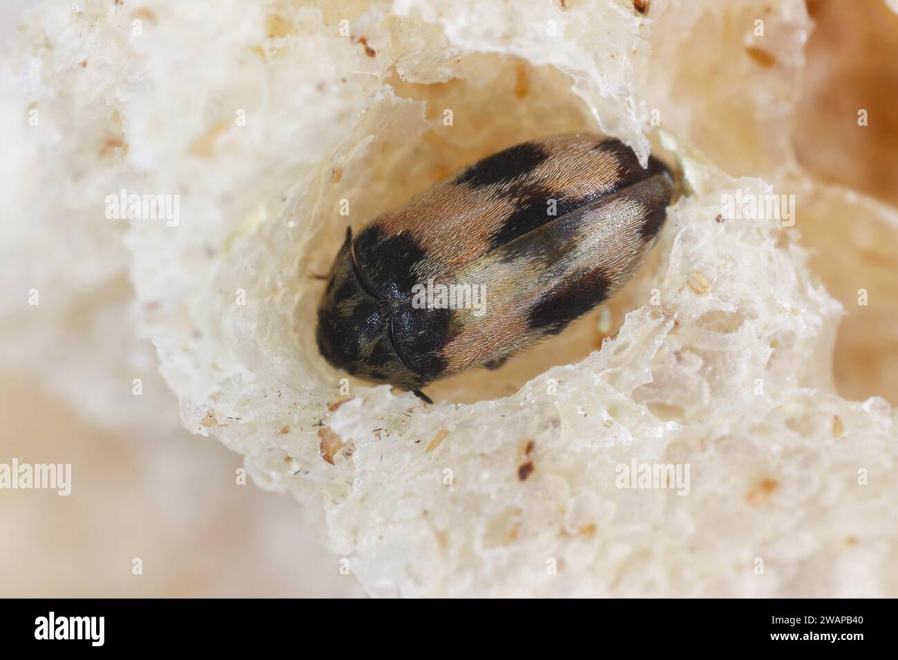 Attagenus bifasciatus, Carpet Beetle. Gli scarabei e le larve si nutrono di prodotti alimentari e rifiuti. Coleottero maschile nel pane. Foto Stock