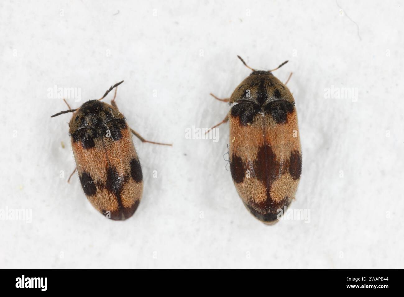 Attagenus bifasciatus, Carpet Beetle. Gli scarabei e le larve si nutrono di prodotti alimentari e rifiuti. Maschio e femmina. Foto Stock