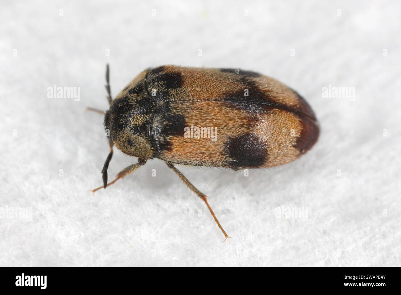 Attagenus bifasciatus, Carpet Beetle. Gli scarabei e le larve si nutrono di prodotti alimentari e rifiuti. Coleottero maschile. Foto Stock