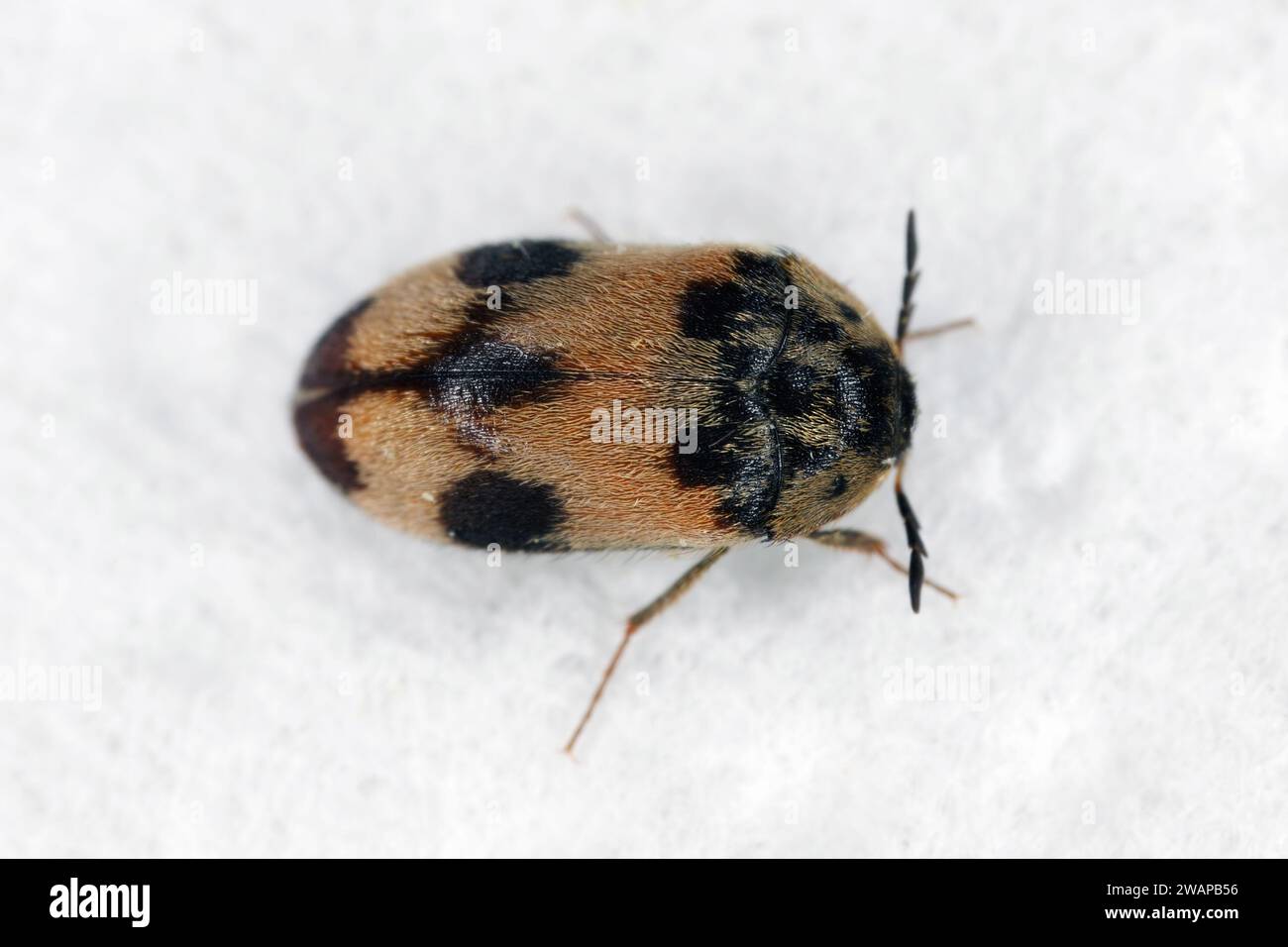 Attagenus bifasciatus, Carpet Beetle. Gli scarabei e le larve si nutrono di prodotti alimentari e rifiuti. Coleottero maschile. Foto Stock