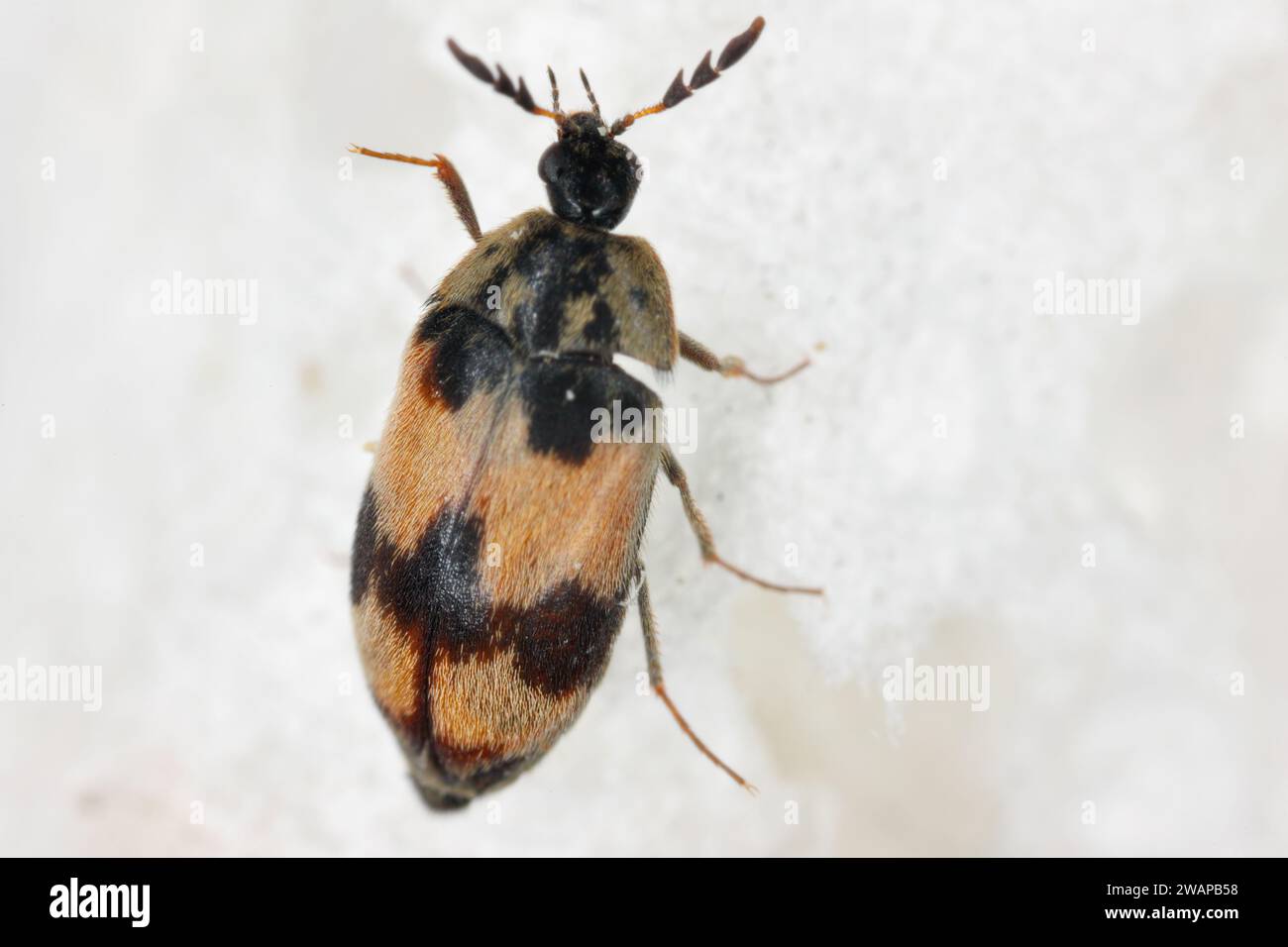 Attagenus bifasciatus, Carpet Beetle. Gli scarabei e le larve si nutrono di prodotti alimentari e rifiuti. Coleottero maschile. Foto Stock