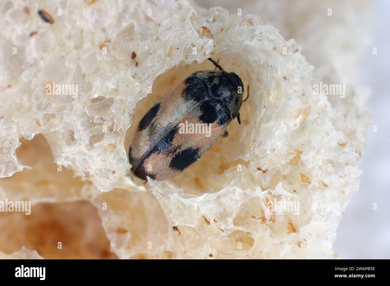 Attagenus bifasciatus, Carpet Beetle. Gli scarabei e le larve si nutrono di prodotti alimentari e rifiuti. Coleottero maschile nel pane. Foto Stock