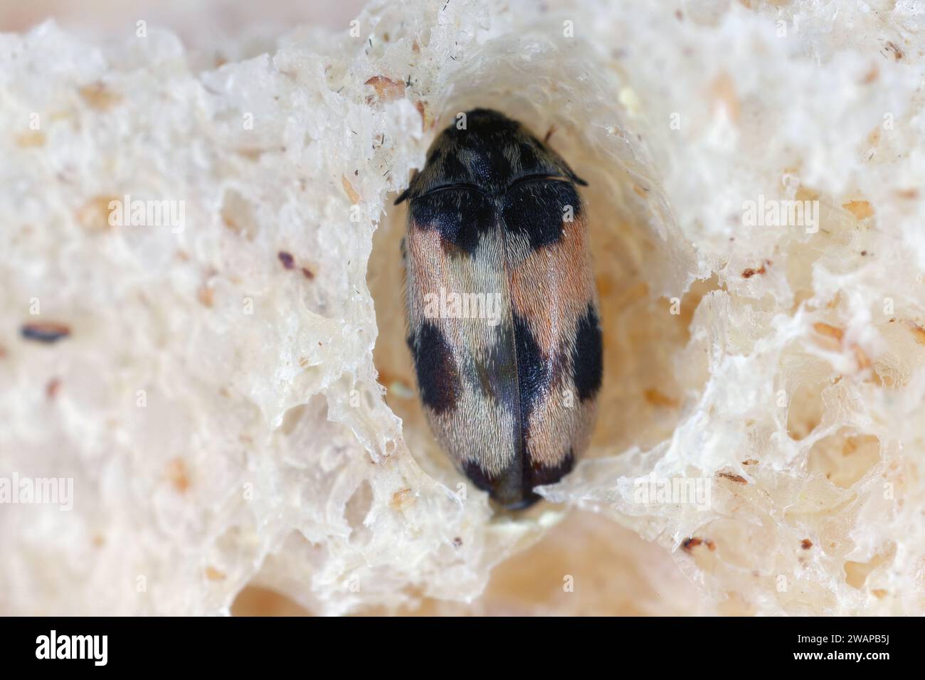 Attagenus bifasciatus, Carpet Beetle. Gli scarabei e le larve si nutrono di prodotti alimentari e rifiuti. Coleottero maschile nel pane. Foto Stock