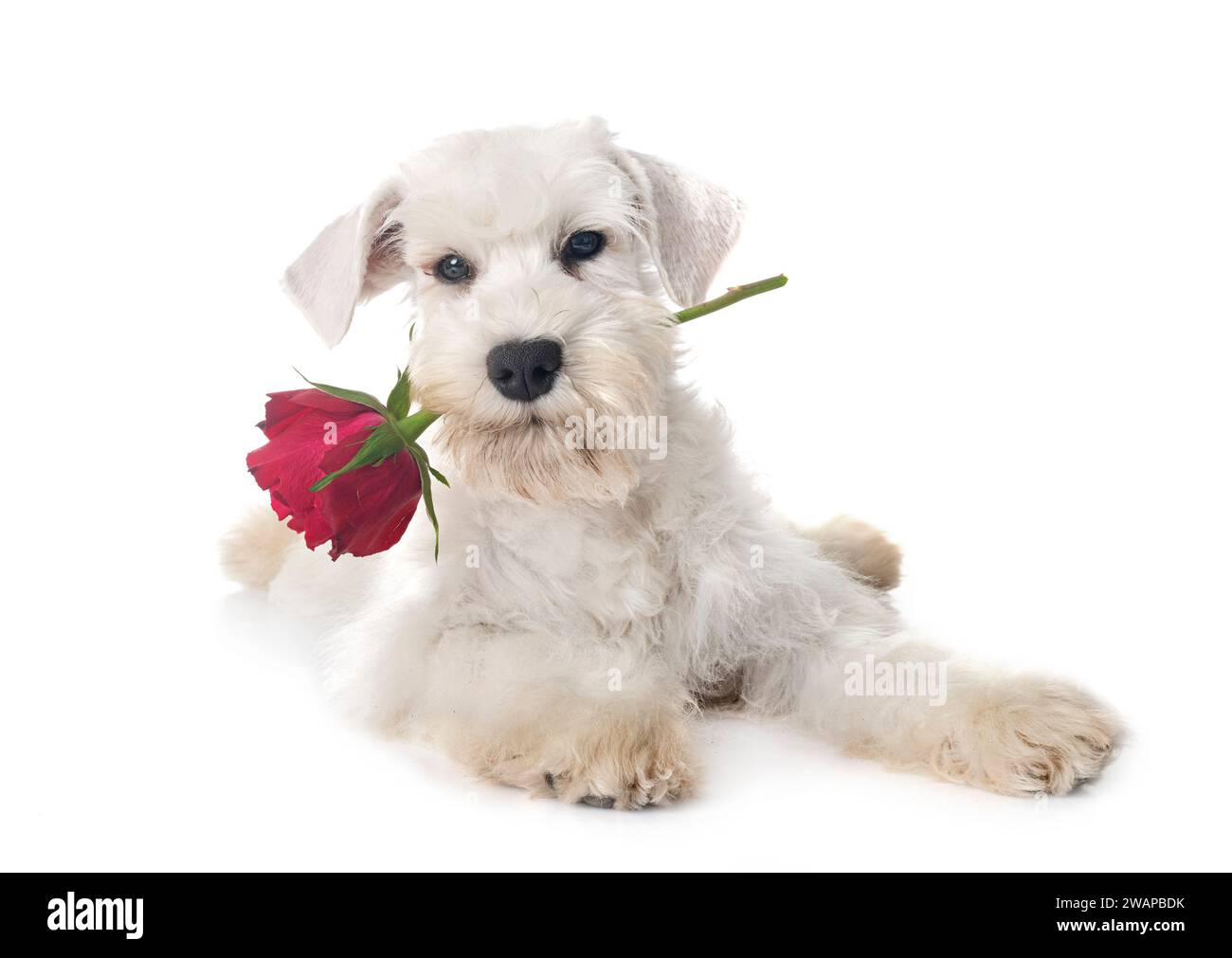 Miniatura schnauzer davanti a uno sfondo bianco Foto Stock
