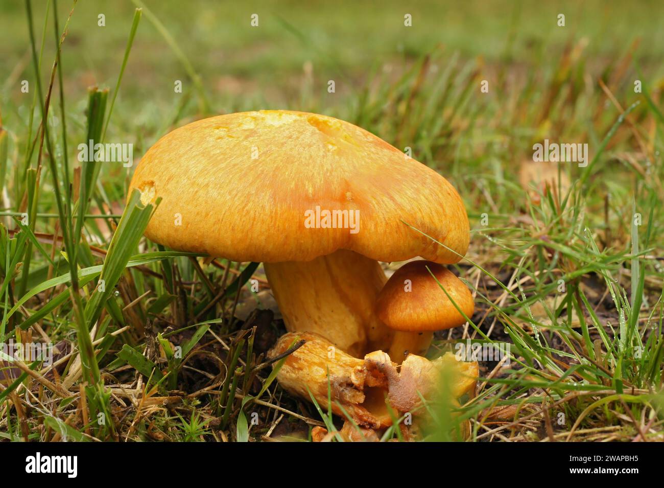 Primo piano naturale su una palestra ridere o su uno spettacolare fungo di rubino, Gymnopilus junonius Foto Stock