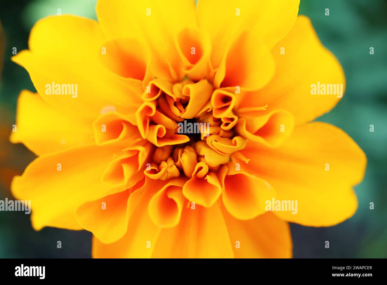 Primo piano sui dettagli mozzafiato del fiore di calendula in fiore Foto Stock