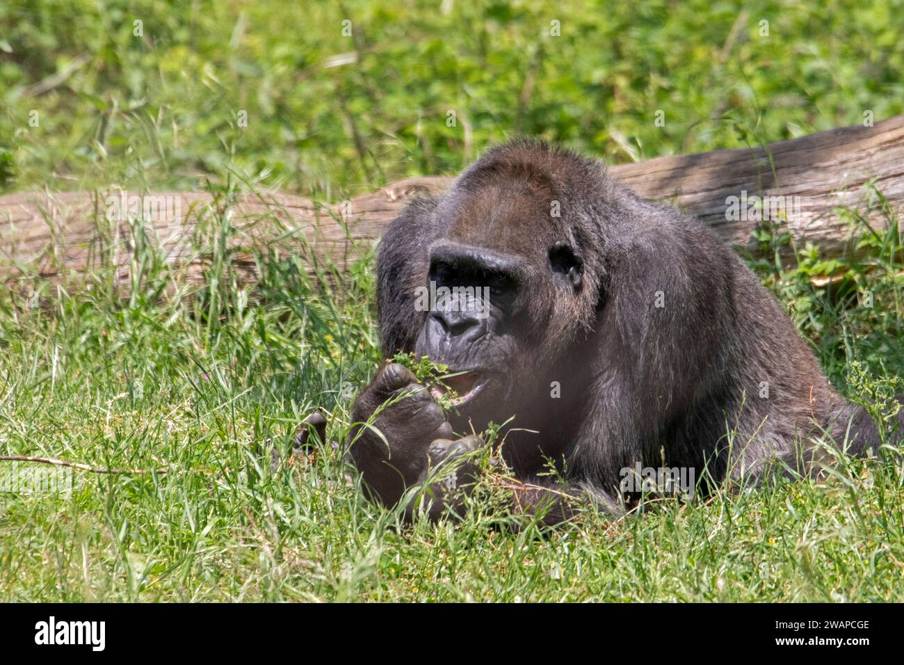 Primo piano di un gorilla femmina che giace sull'erba Foto Stock