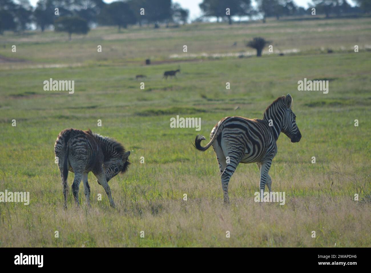 Una tranquilla scena di due zebre nei verdi pascoli della provincia nord-occidentale del Sud Africa. Foto Stock