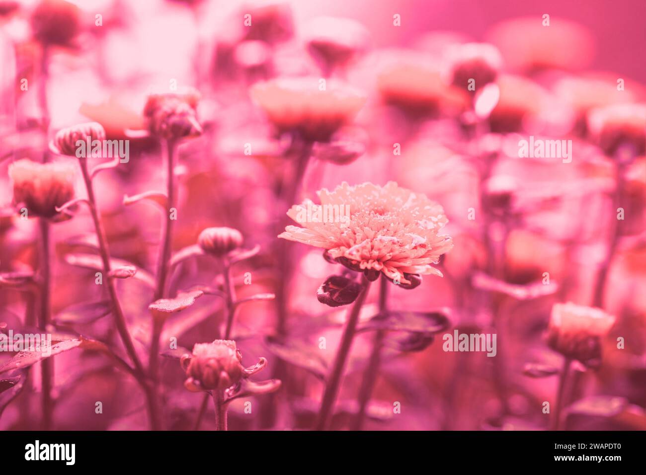 Crisantemo fiorito in un elegante colore magenta viva. Sfondo fiore Foto Stock