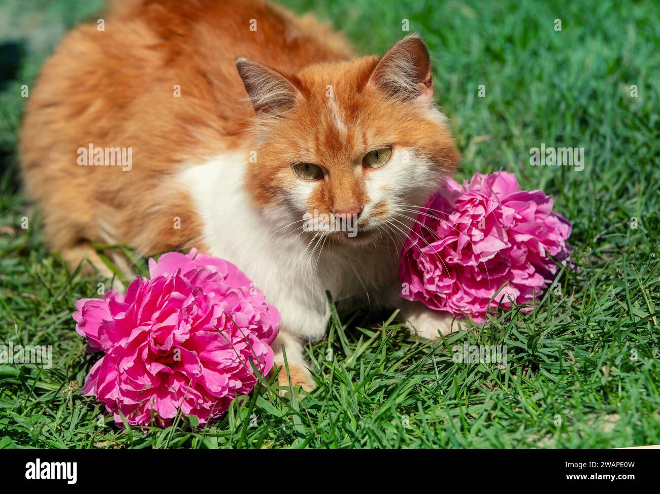 Grazioso gatto bianco-arancione che si rilassa all'aperto nel giardino estivo Foto Stock
