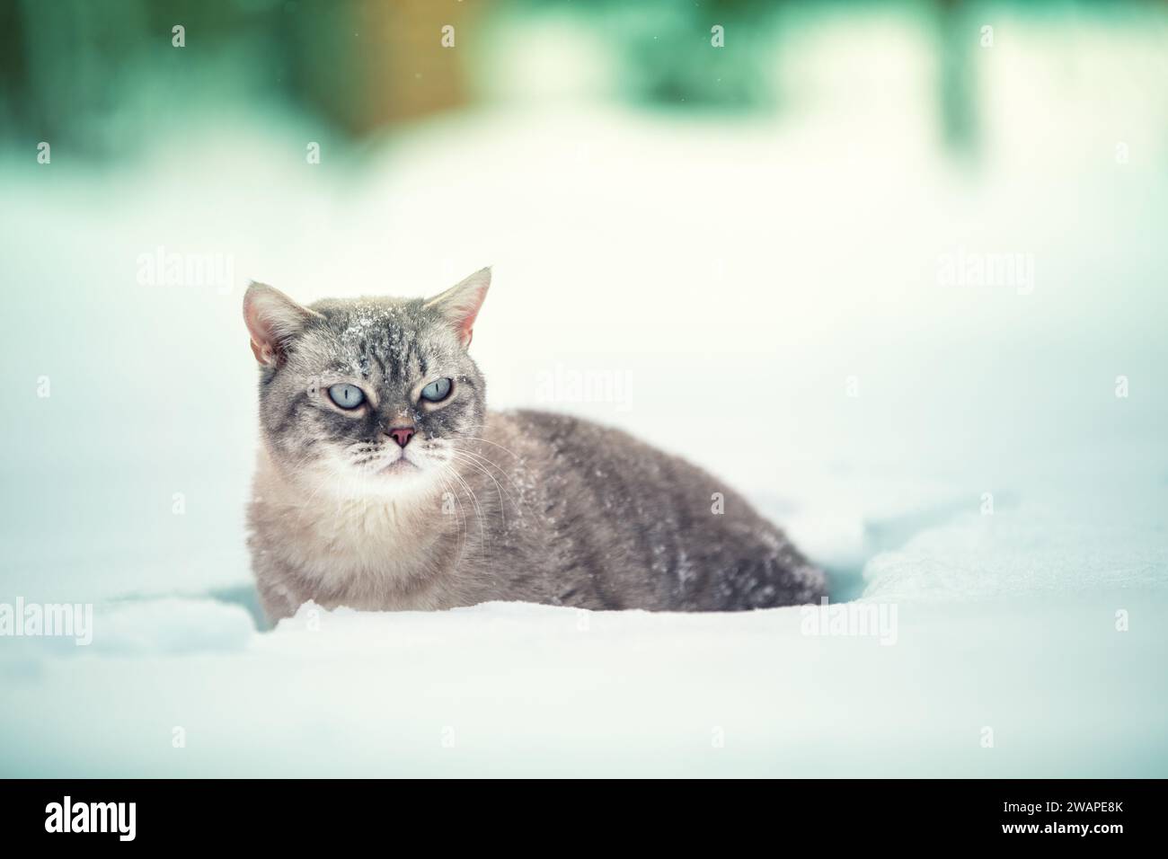 Gatto siamese seduto nella neve alta Foto Stock
