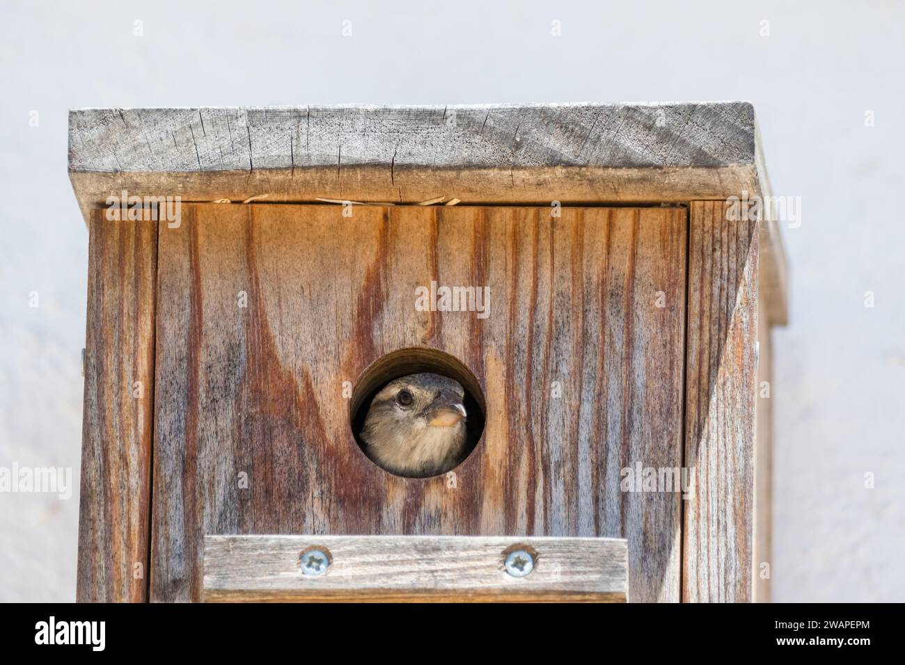 Passero femminile, Passer domesticus, sulla scatola del nido, Ebro Delta, Catalogna, Spagna Foto Stock