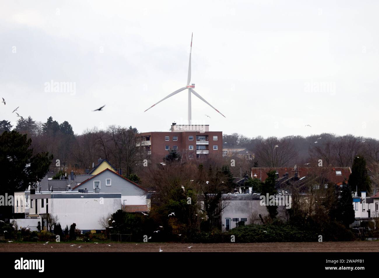 Ein Windrad steht im Königsdorfer Forst bei Königsdorf. Windenergieanlagen dürfen in Nordrhein-Westfalen suora in unter 1000 Meter Entfernung zu Wohnsiedlungen gebaut werden. In den meisten anderen Bundesländern besteht die Regelung weiterhin. Themenbild, Symbolbild Frechen, 04.01.2024 NRW Deutschland *** Una turbina eolica si trova a Königsdorfer Forst vicino a Königsdorf turbine eoliche nella Renania settentrionale-Vestfalia possono ora essere costruite a meno di 1000 metri di distanza dalle zone residenziali della maggior parte degli altri stati federali, il regolamento continua ad applicare l'immagine a tema, immagine simbolica Frechen, 04 01 2024 NRW Germania Copyrigh Foto Stock