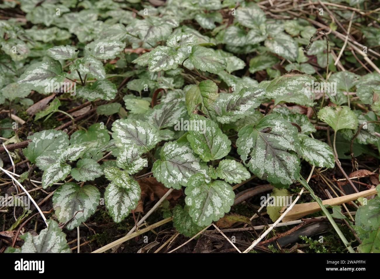 Primo piano naturale su una foglia color argento del fiore selvatico giallo del muso di donnola, Lamium galeobdolon nel giardino Foto Stock