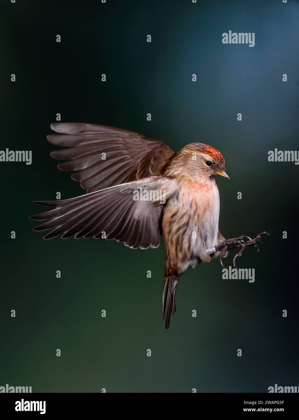 Common Redpoll, Carduelis flammea, in volo, Galles centrale, Regno Unito Foto Stock