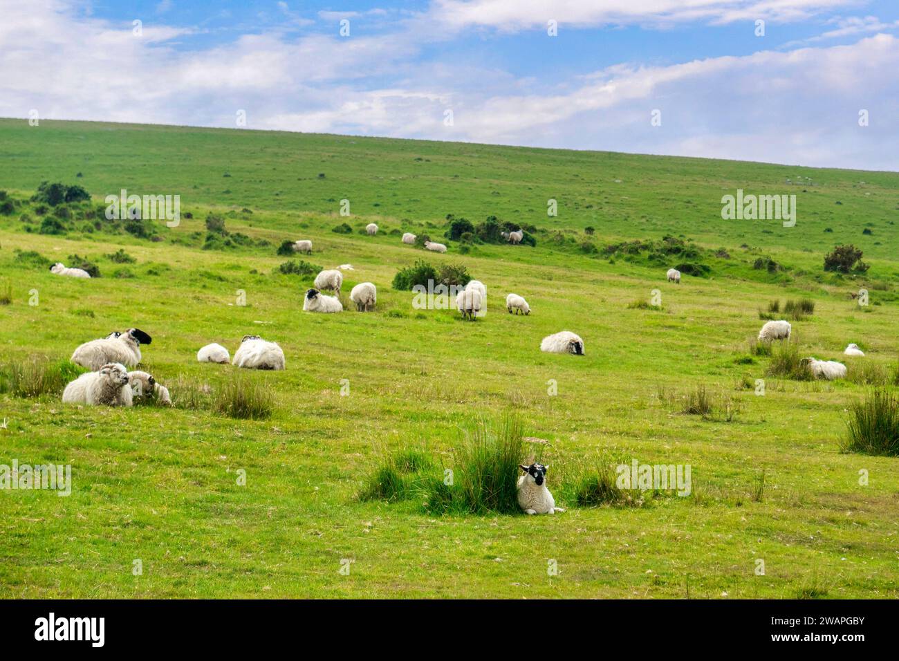 Gregge di pecore Black Face a Bodmin Moor, Cornovaglia, Regno Unito. Concentrati sulle pecore in primo piano. Foto Stock