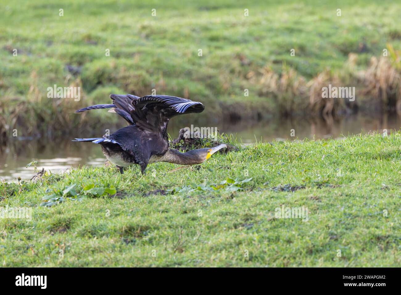 Cormorano in erba verde con ali verticali e collo esteso pronto per il volo Foto Stock