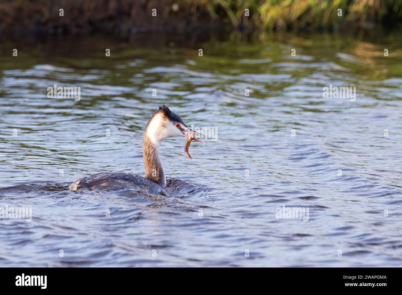 Nuota Grebe (Podiceps cristatus) con un piccolo Loach (Cobitis taenia) come preda in bella luce del giorno Foto Stock
