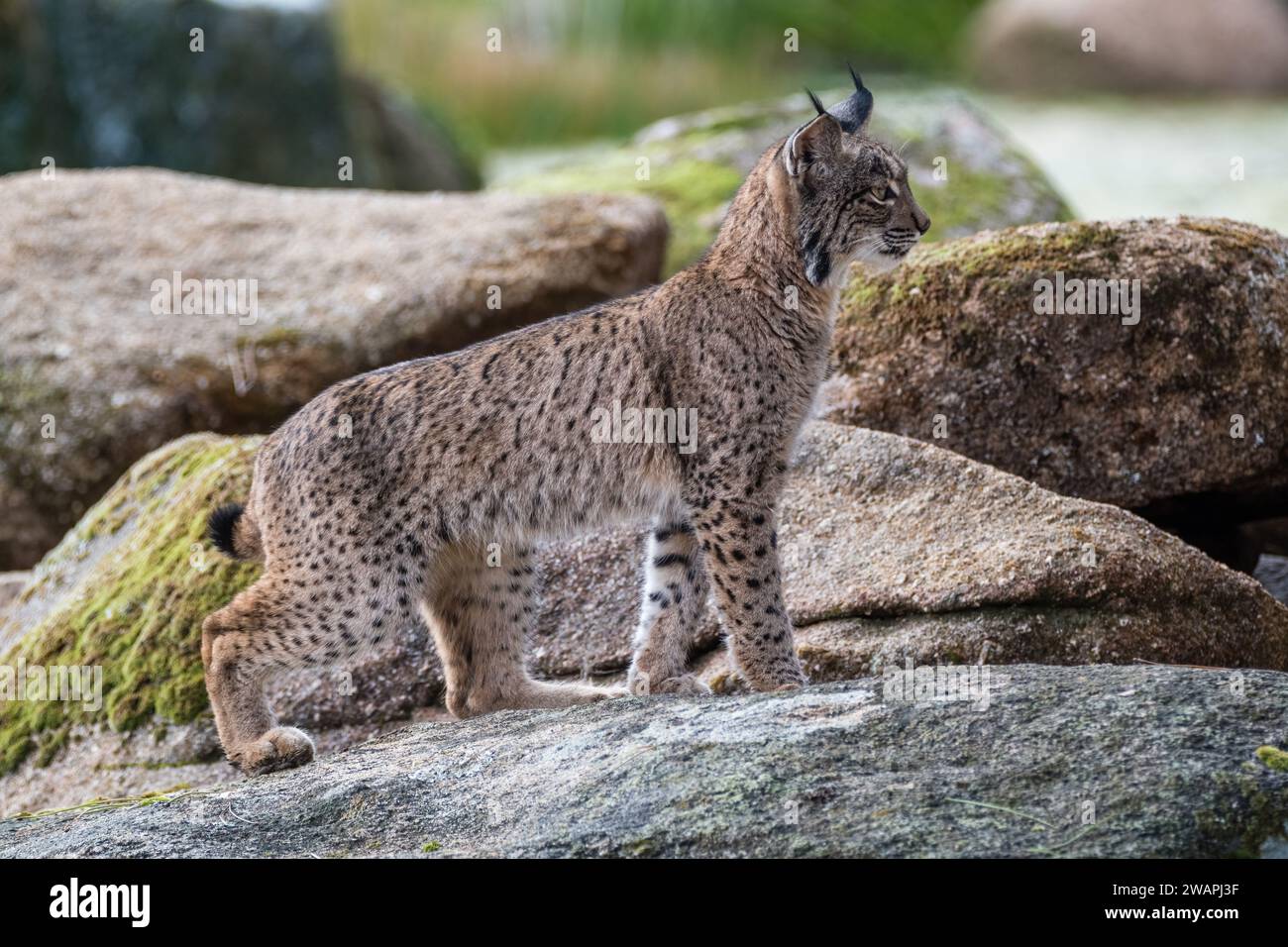 Lince iberica, Lynx pardinus, in cima ad alcune rocce, Andújar, Jaén, Andalusia, Spagna Foto Stock