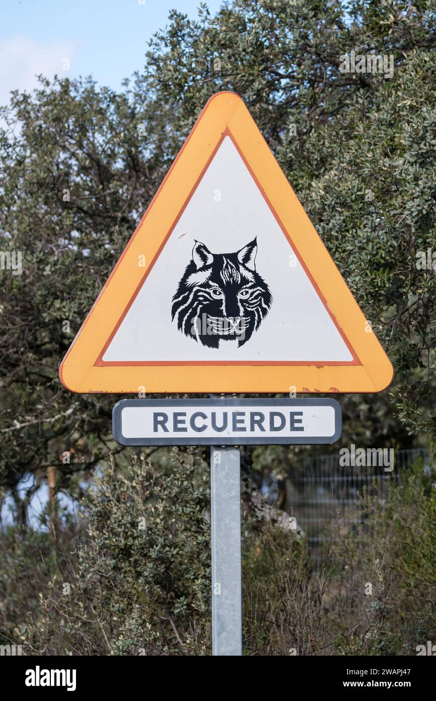 Segnale animali selvatici davanti, lince iberica, Lynx pardinus, con la frase ricorda in spagnolo, Andújar, Jaén, Andalusia, Spagna Foto Stock